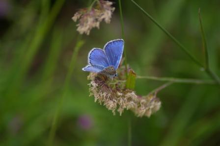 Identificazione di alcune farfalle